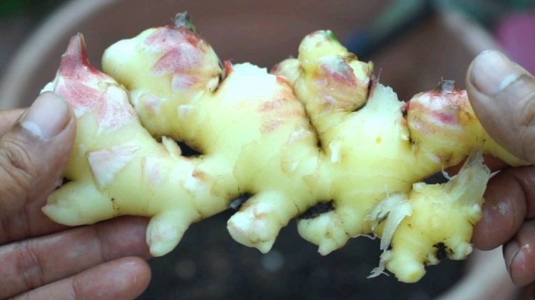 How To Grow Ginger Indoors Think About Now