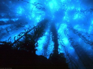 deep-sea-exploration
